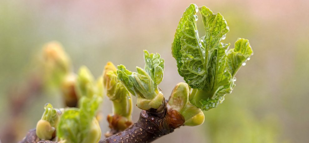 Cortisol élevé : reconnaître les symptômes et agir naturellement