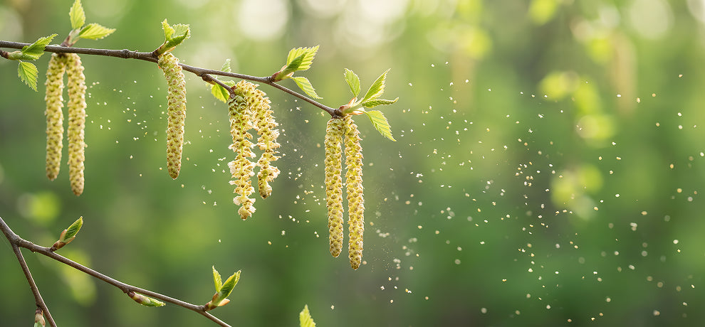 Rhume des foins : symptômes et solutions naturelles
