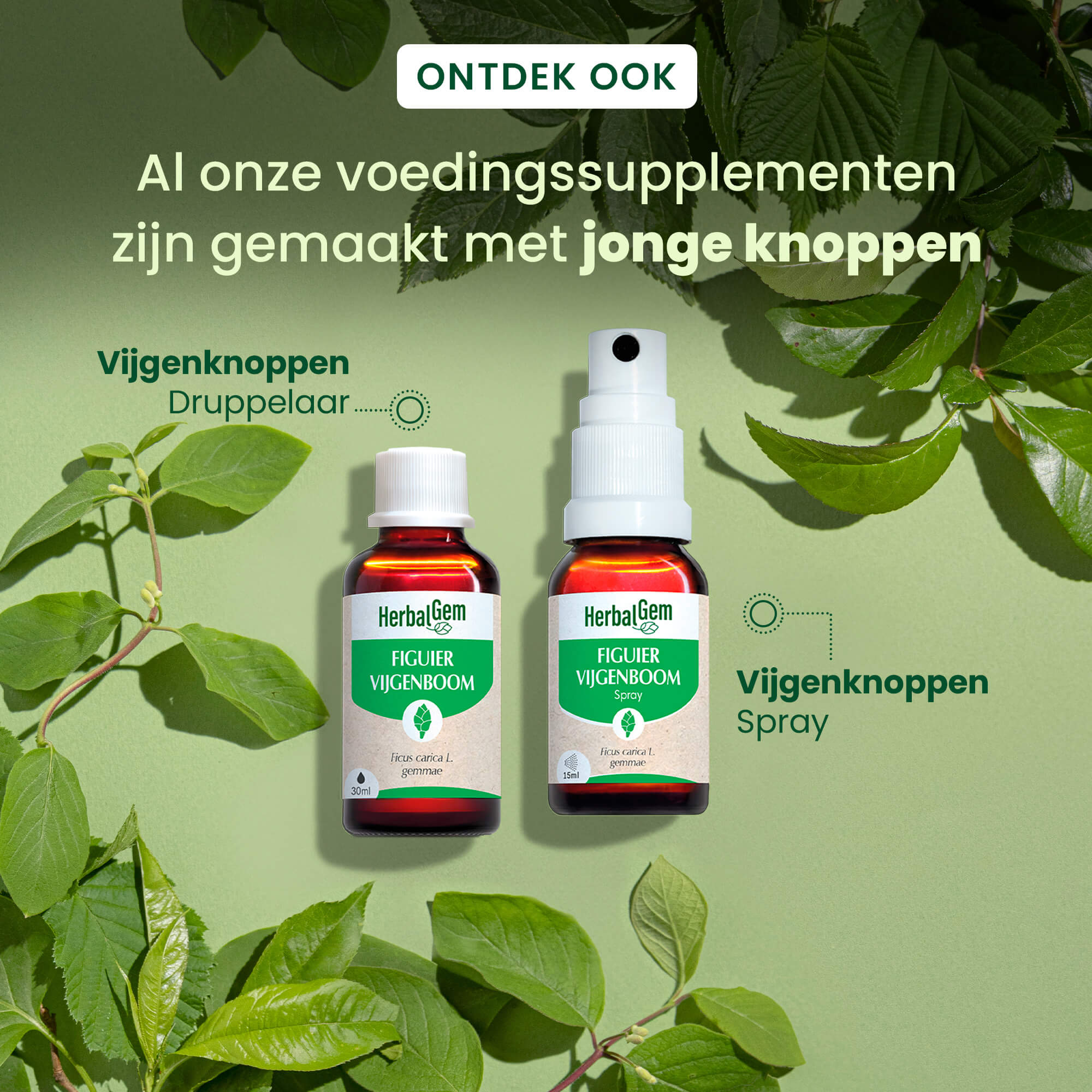 De knop van de vijgenboom - Bio