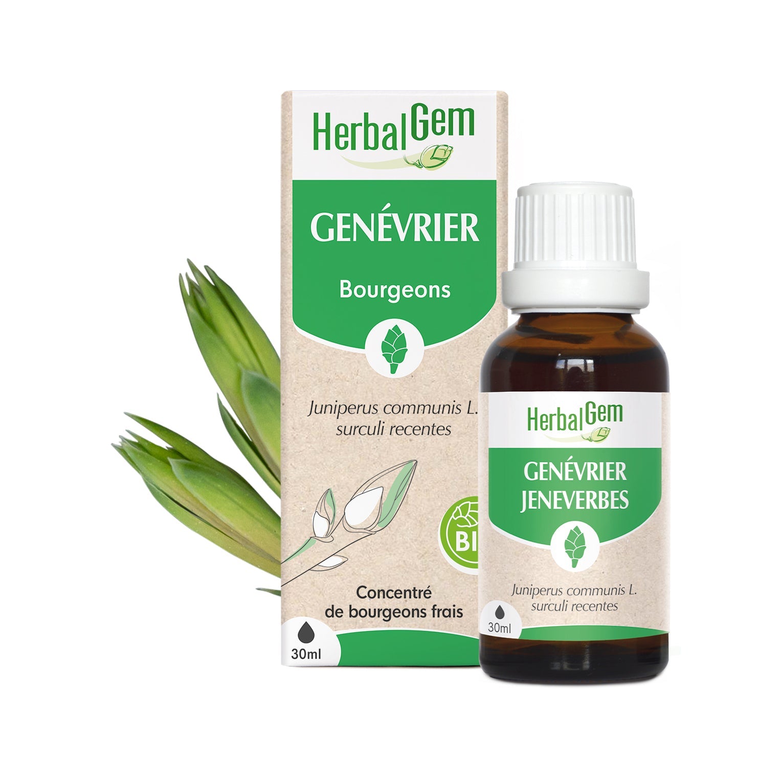 Bourgeon de Genévrier - Bio