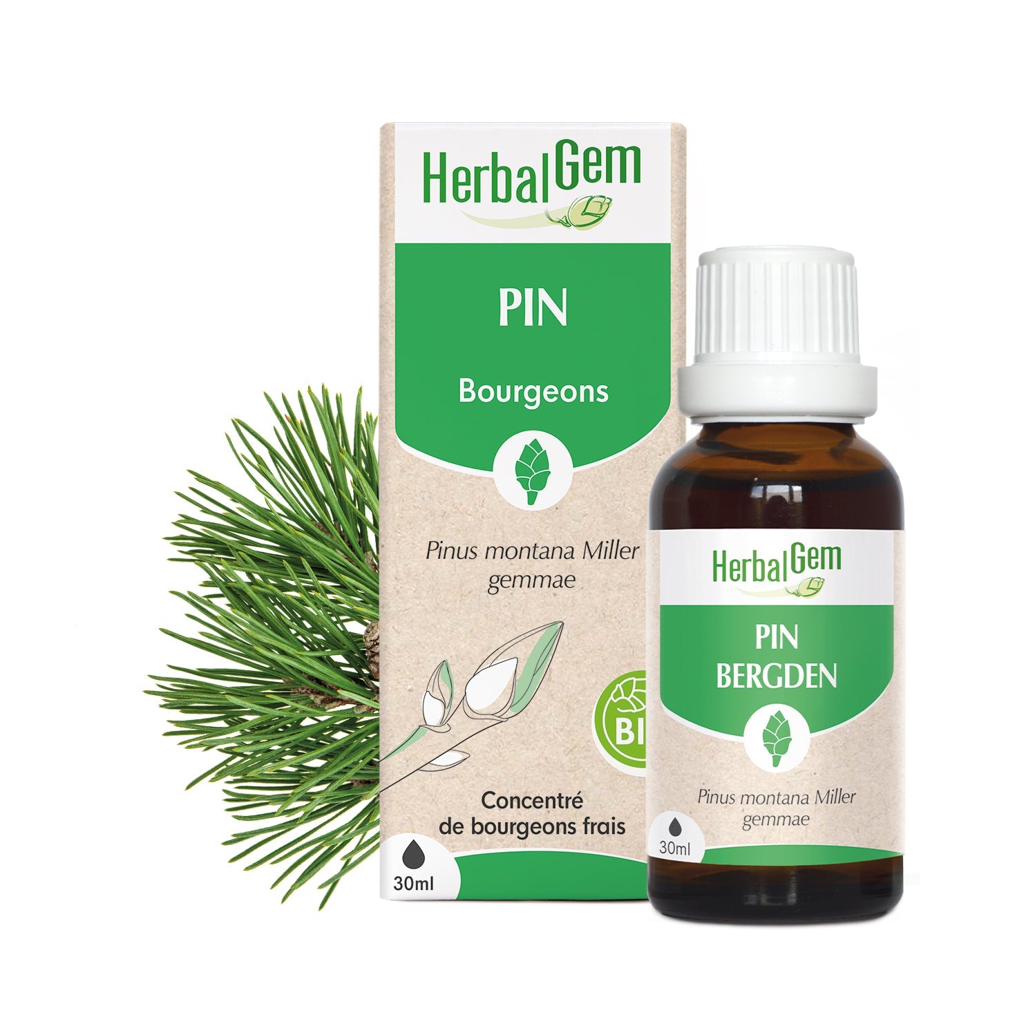 Bourgeon de pin - Bio