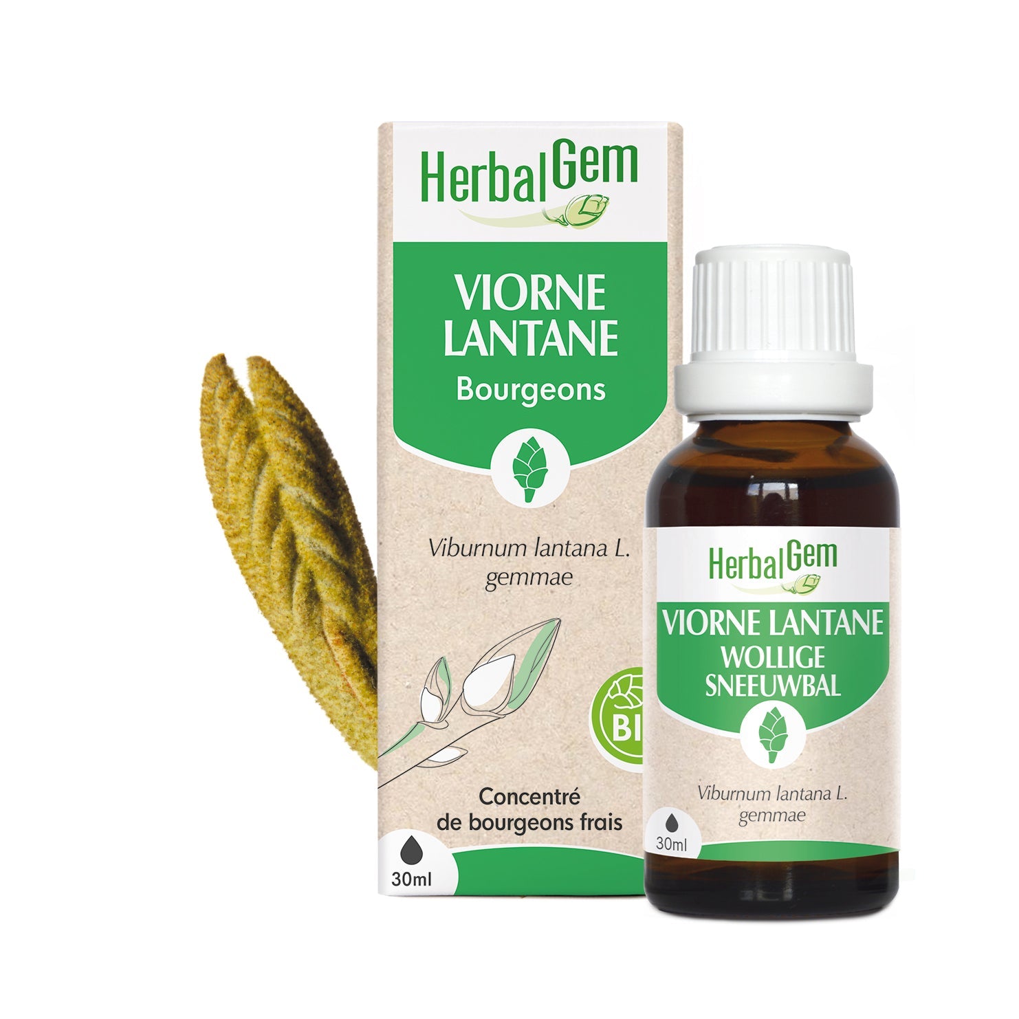 Bourgeon de Viorne Lantane - Bio