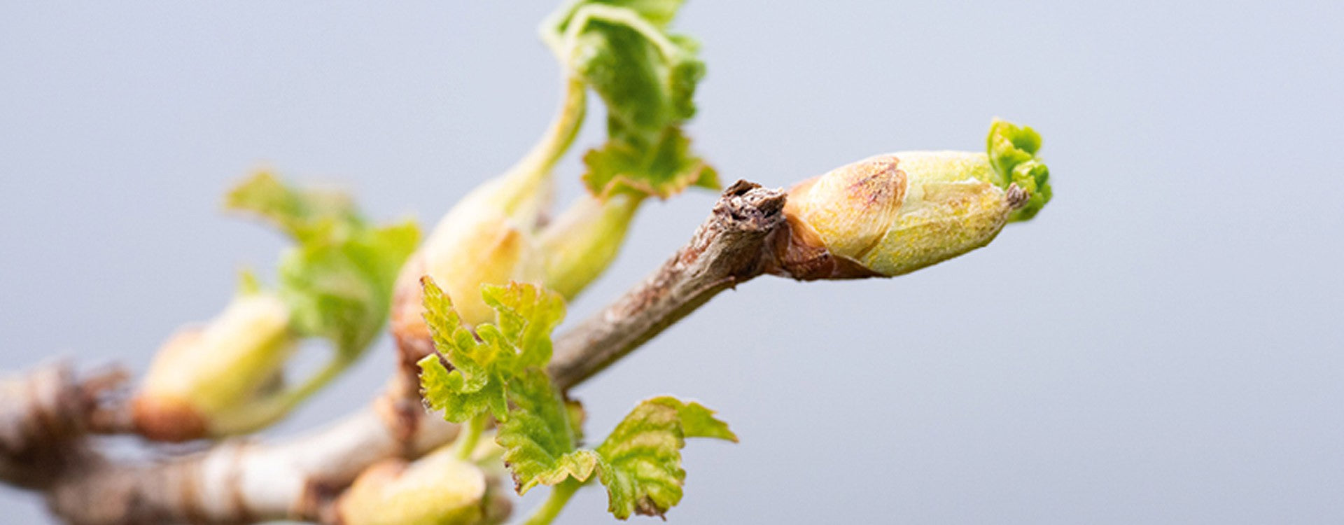 Le cassis : anti-inflammatoire, antiallergique, et antioxydant