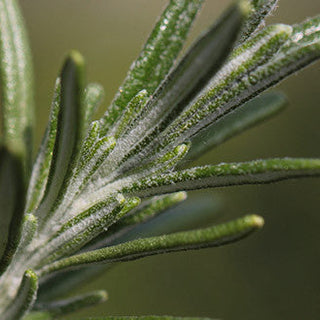 Le romarin : l’allié détox