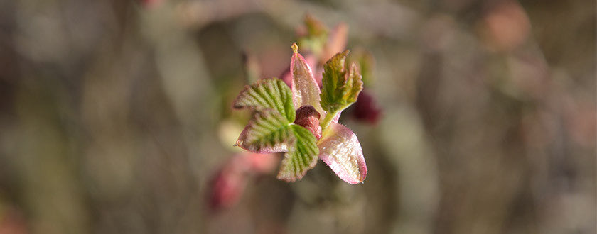 Le Framboisier : bourgeon de la femme