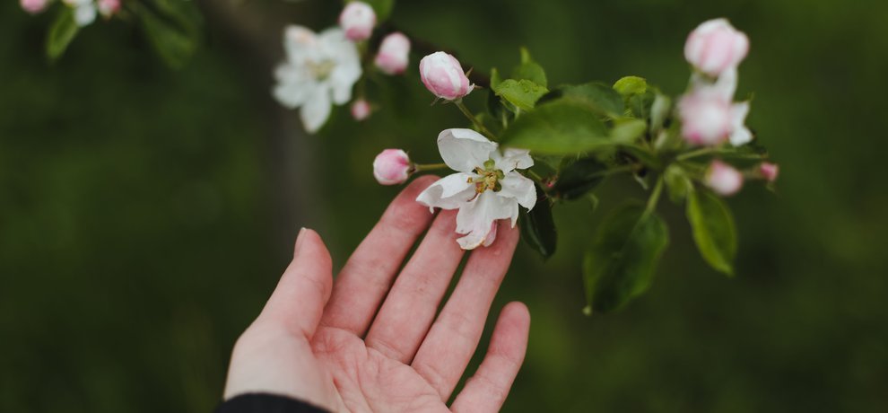Main recueillant une branche de pommier en bourgeons roses et jeunes feuilles vertes au printemps