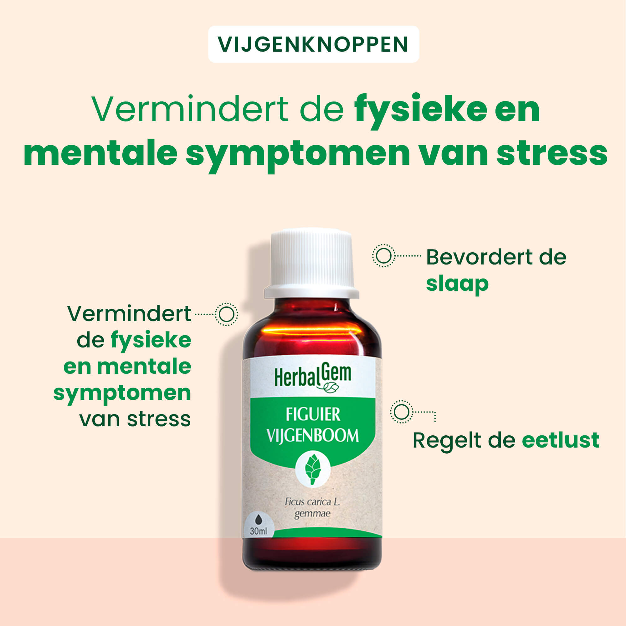 De knop van de vijgenboom - Bio