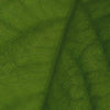 050073-celluligem-herbalgem-30ml-fr25-5425009101971-06.mp4