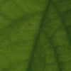050103-cholestegem-herbalgem-30ml-bio-fr26-5425009102015-07.mp4